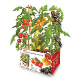 Set de culture Batlle Tomates naturelles 30 x 19,5 x 16,2 cm - brikoneo