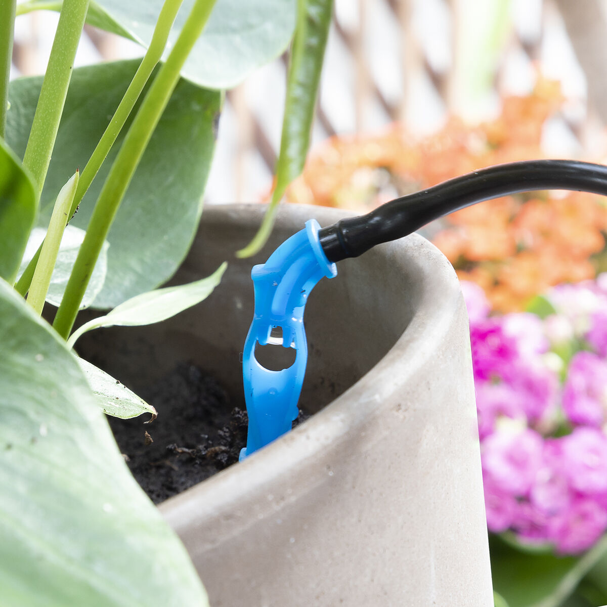 Acheter Plantes d'intérieur système d'arrosage automatique goutte à goutte  outil d'arrosage de Pot de fleur
